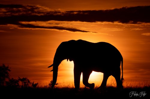 Elefant i soloppgang